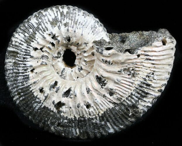 Iridescent Ammonite (Kosmoceras) Fossil - Russia #34614